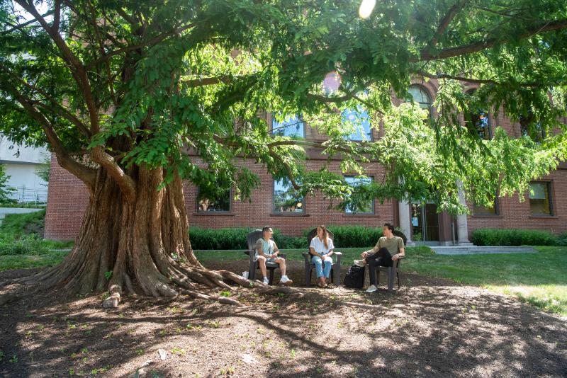 Three students sit in Adirondack chairs underneath a large tree in front of Nielson Library.