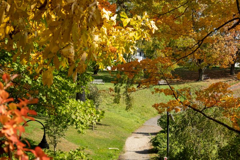A pathway with grass on the side, autumn leaves and a curved lamp post in the foreground