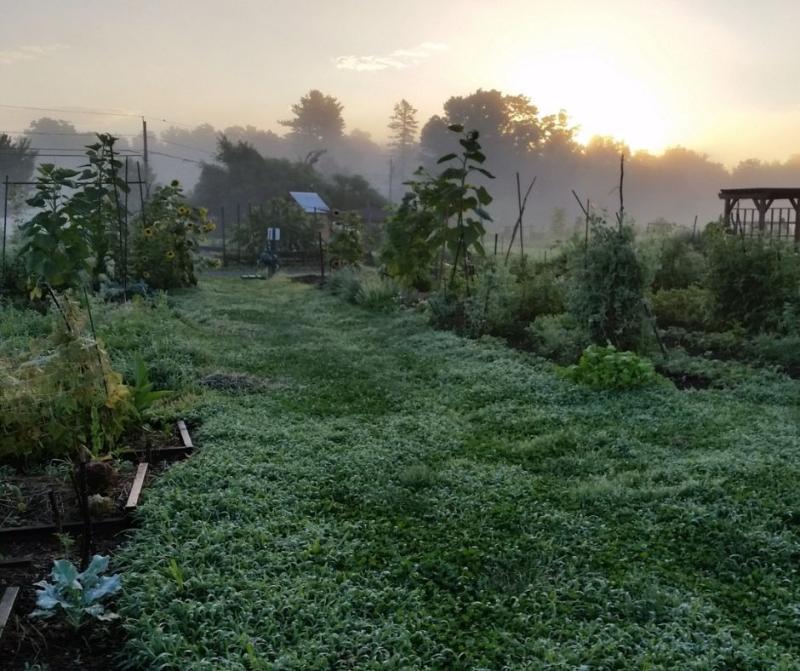 Grow Food Northampton green garden and grass in mist with sun coming up