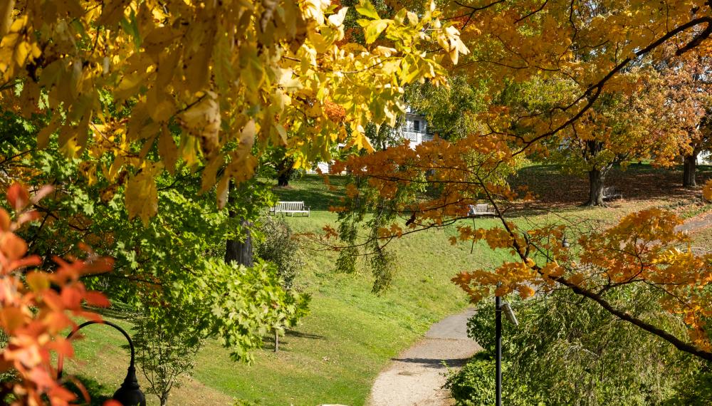 A pathway with grass on the side, autumn leaves and a curved lamp post in the foreground
