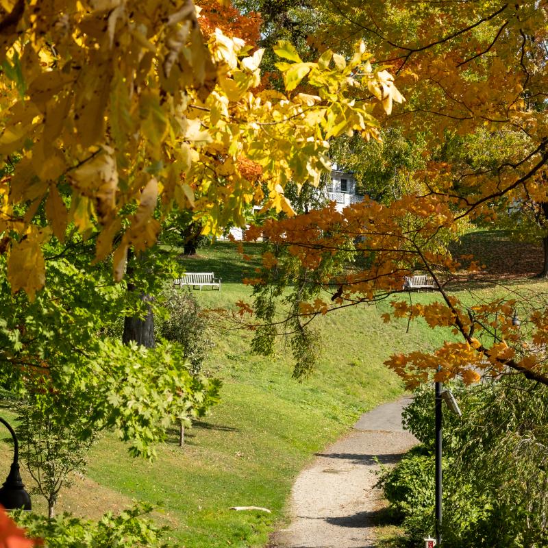 A pathway with grass on the side, autumn leaves and a curved lamp post in the foreground