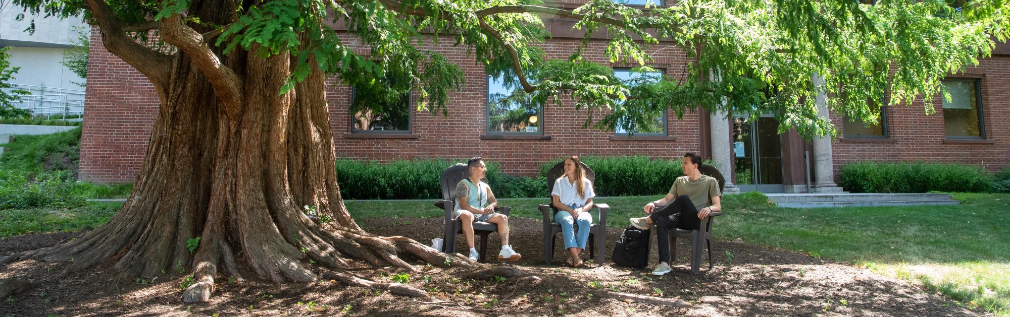 Three students sit in Adirondack chairs underneath a large tree in front of Nielson Library.
